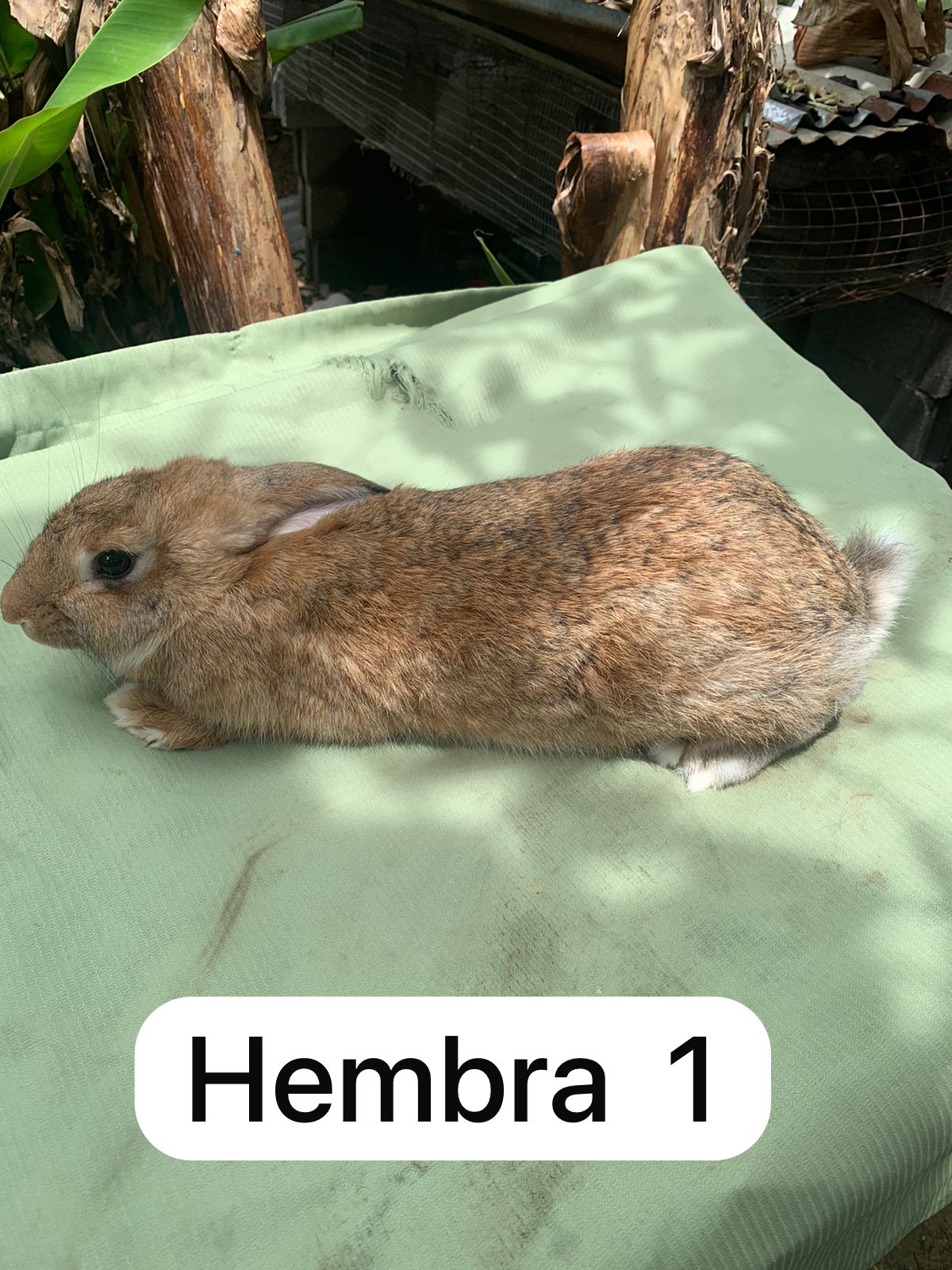 Conejo Hembra